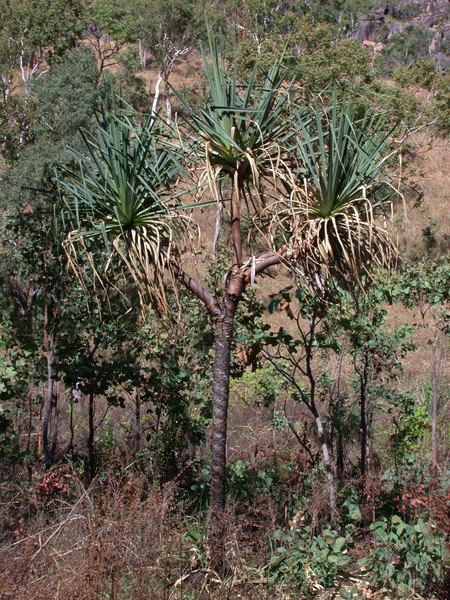 Pandanus Tree
